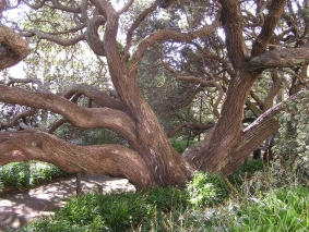 arbre-geneal.1188551291.jpg