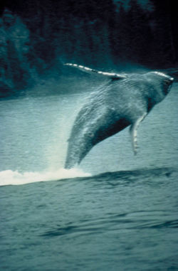 baleine.1186419359.jpg