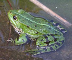 grenouille.1228293619.jpg
