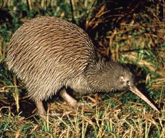 brown_kiwi.1228293487.jpg