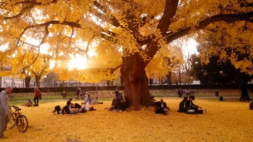 ginko place république Strasbourg